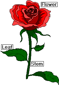 rosetext